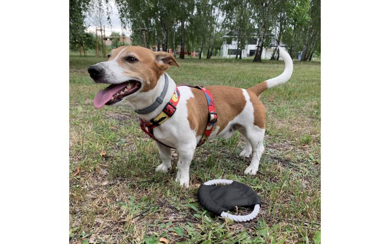 Frisbee dla psa RINGO