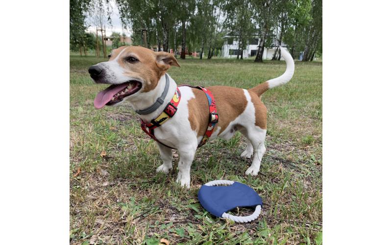 Frisbee dla psa RINGO